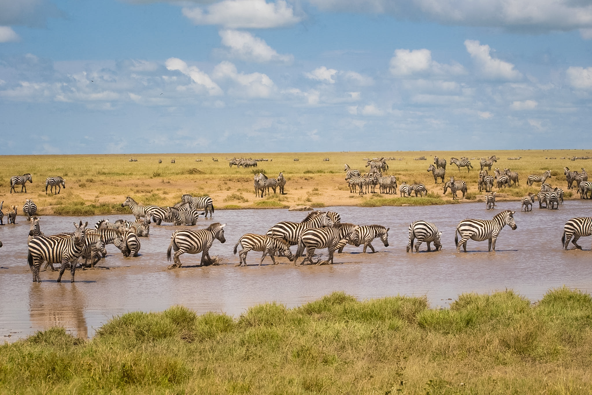 Extensive Serengeti Wildlife Exploration & Sundowner
