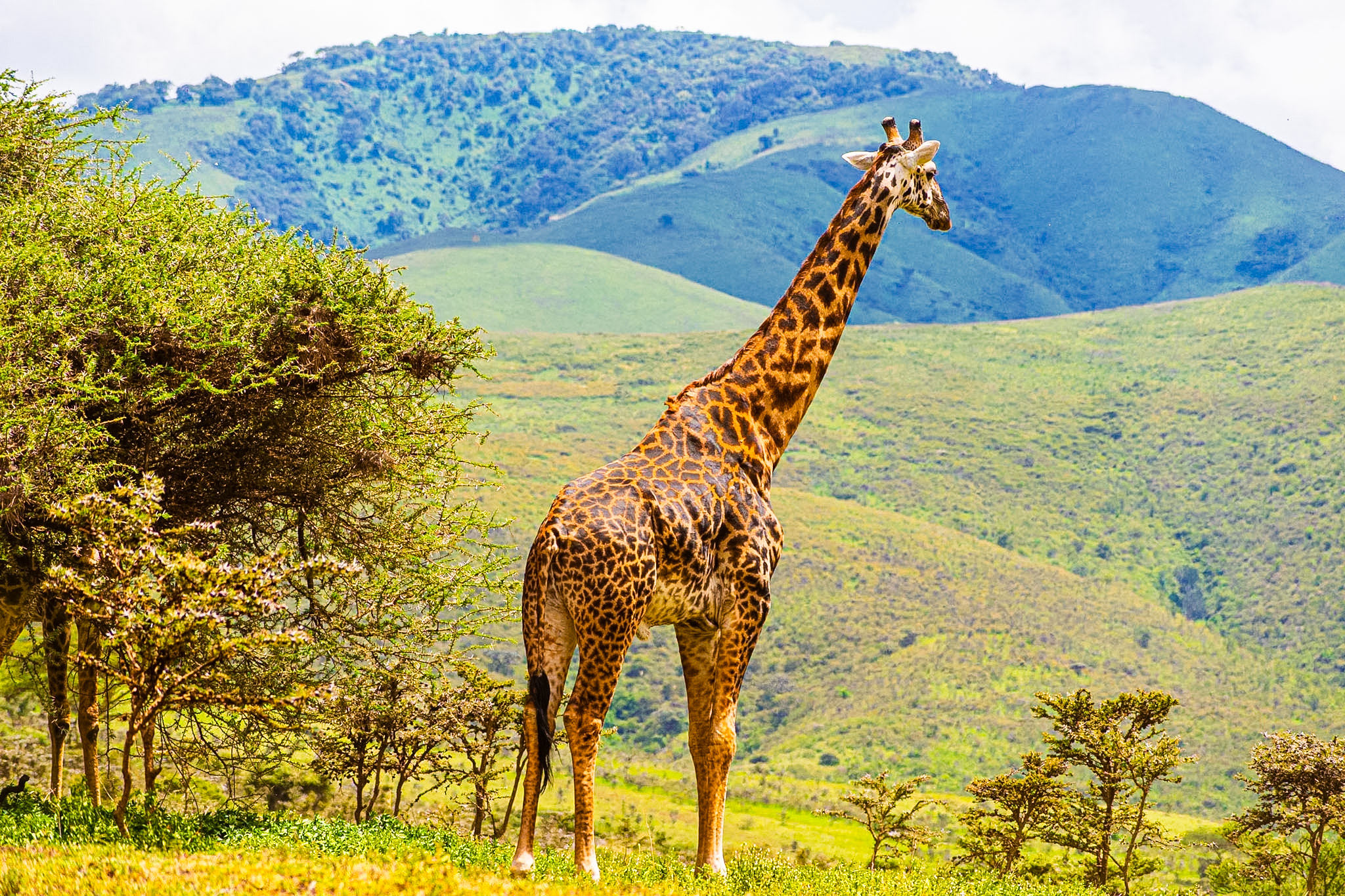 Scenic Drive to Serengeti National Park