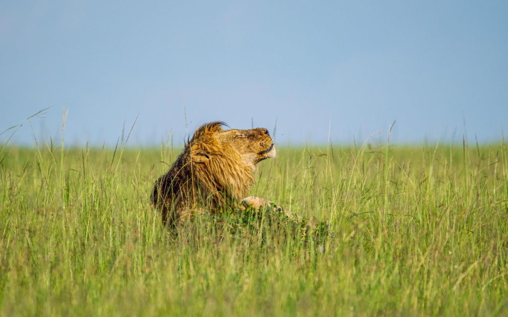 Full-Day Masai Mara Wildlife Safari