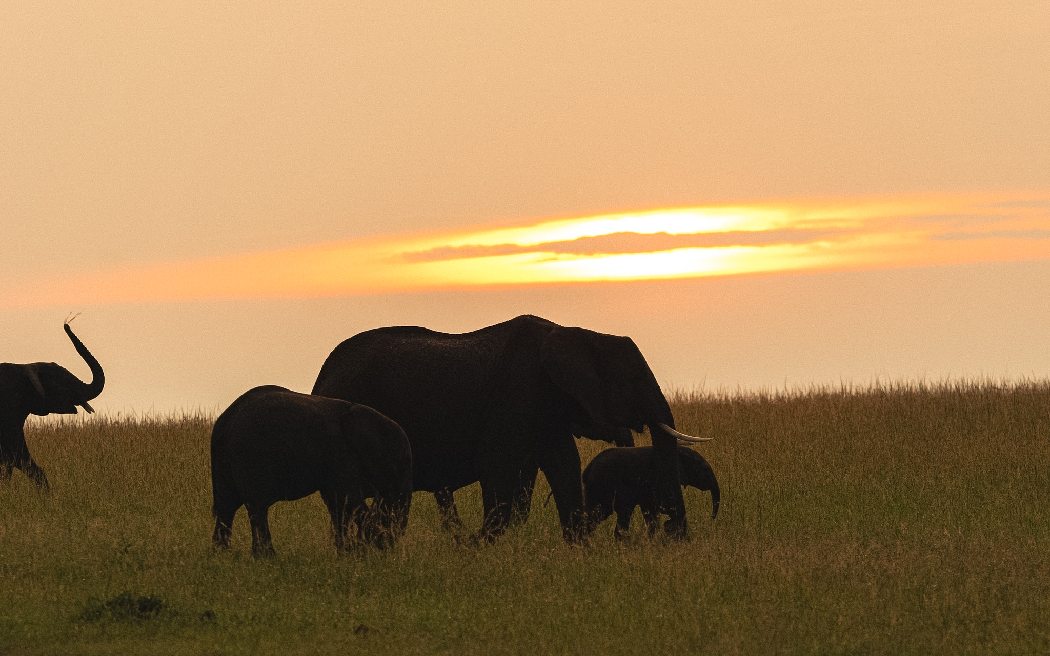  Full Day in Masai Mara