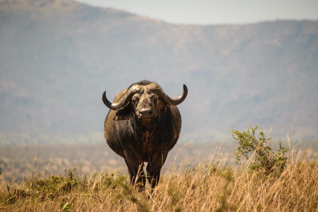  Kidepo Valley Nature Walk and Game Drive