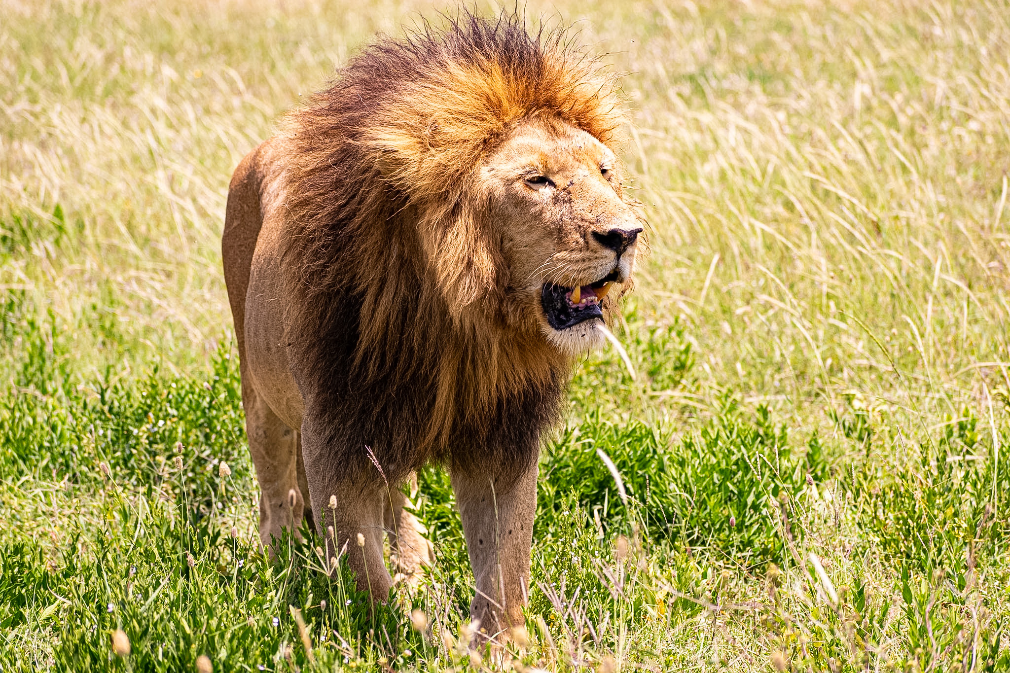  Full-Day Game Drive in Central Serengeti Seronera