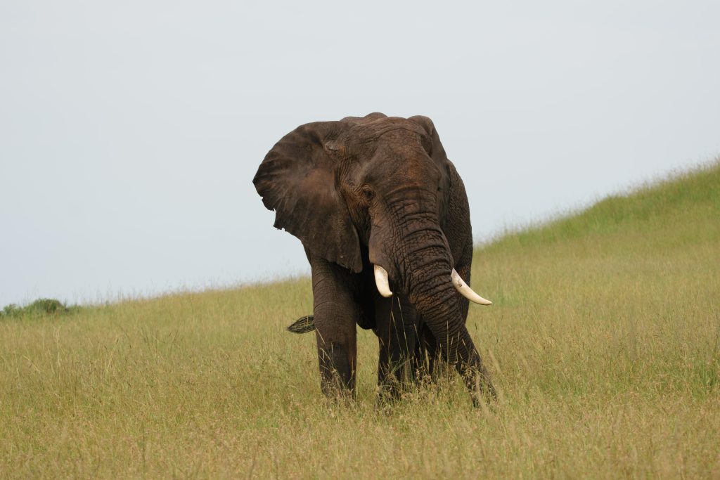  Transfer From Lake Naivasha to Masai Mara National Reserve