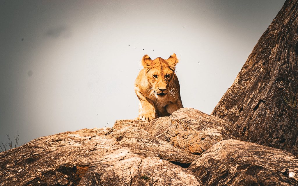 Full-Day Serengeti Wildlife Exploration