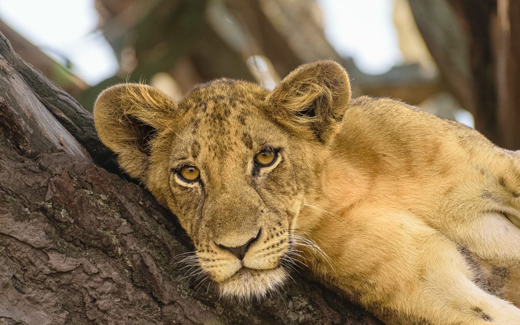 Queen Elizabeth to Ishasha | Lion Conservation and the Southern Wilderness