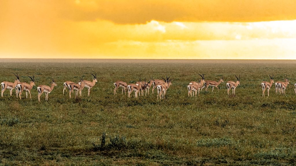 Full-Day Serengeti Wildlife Exploration