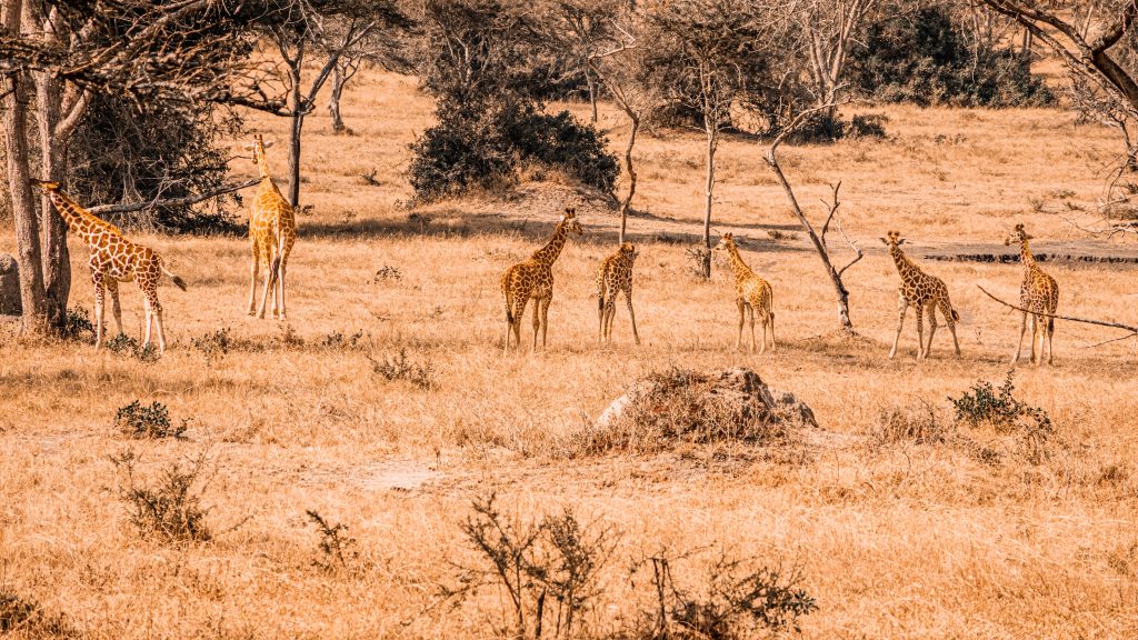 Encounter Rothschild Giraffes