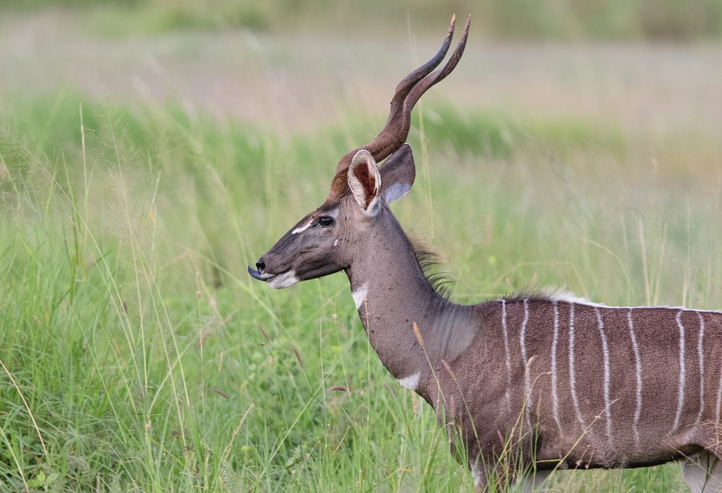 Nairobi – Amboseli National Park