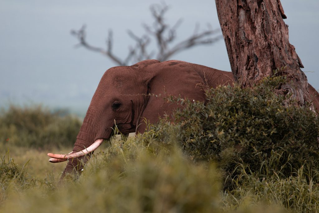  Nairobi to Amboseli National Park