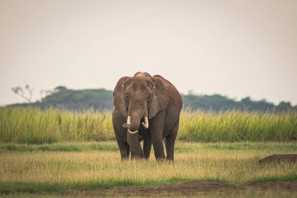 Full-Day Amboseli Wildlife & Maasai Cultural Experience