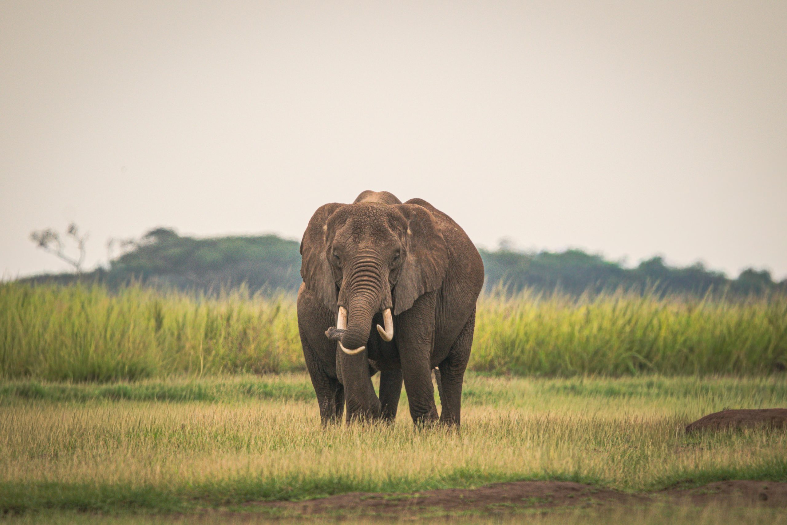 Lake Nakuru – Amboseli National Park