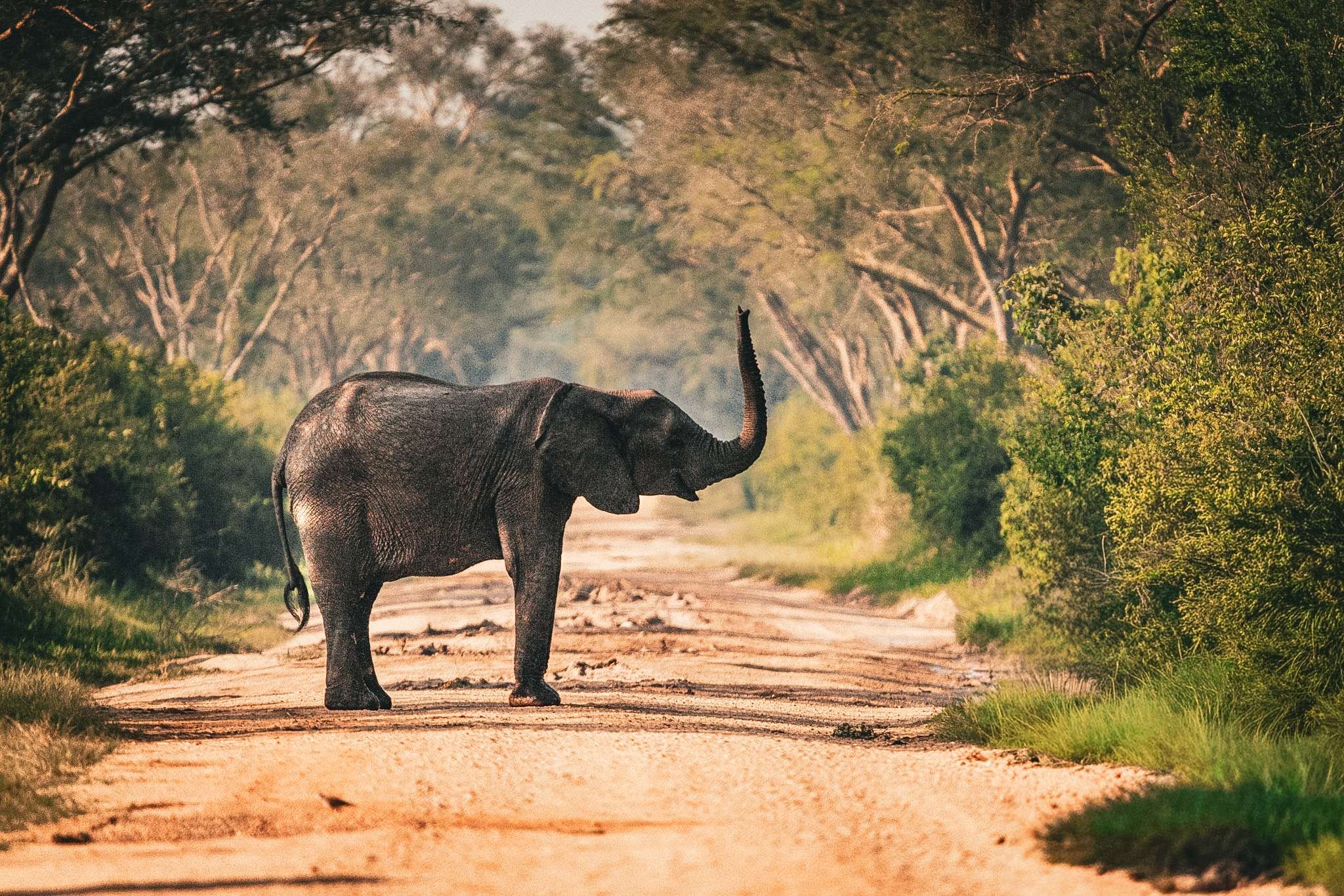 Bwindi to Ishasha – Tree-Climbing Lions