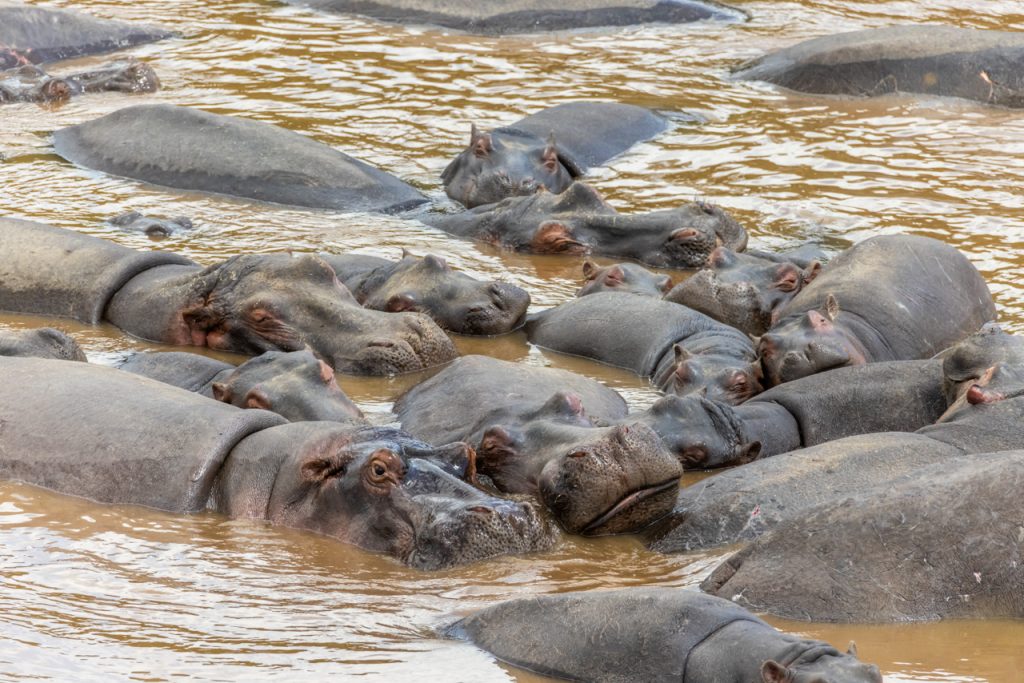  Full-Day Masai Mara Wildlife Exploration