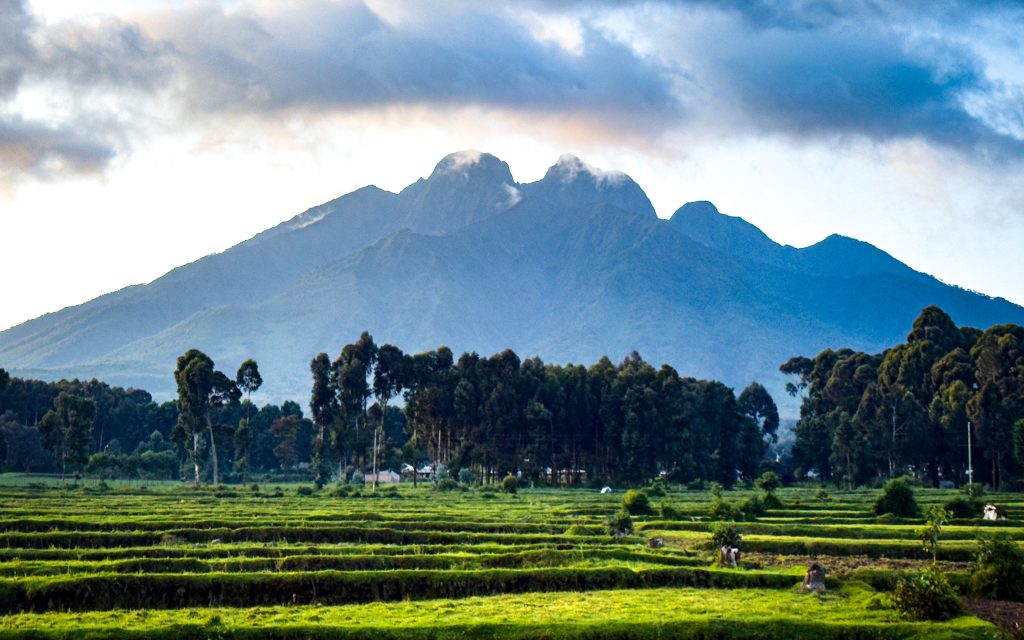 Golden Monkey Tracking – Dian Fossey Museum – Transfer to Uganda
