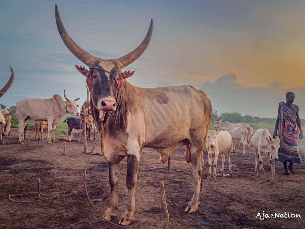 Life in the Mundari Cattle Camps
