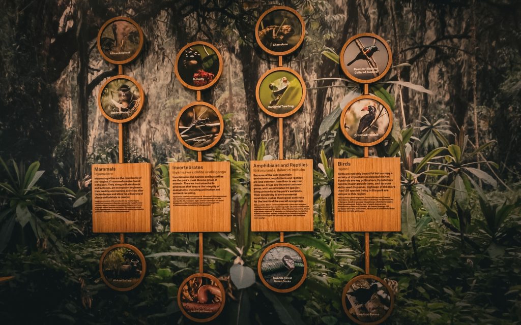  Akagera National Park – Transfer to Volcanoes National Park – Iby'iwacu and Dian Fossey Museum Visits