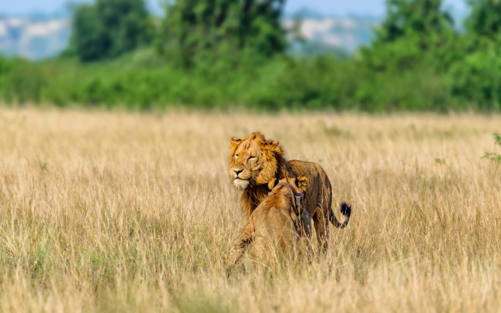 Lions in Kasenyi Grounds