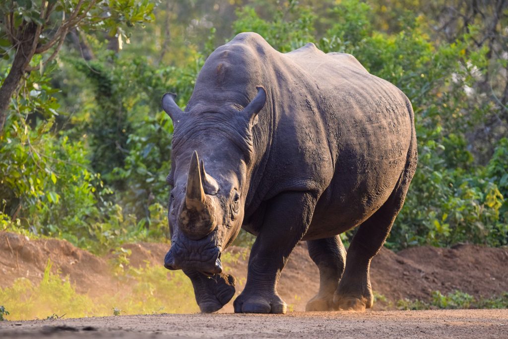 Ziwa Rhino Sanctuary and Murchison Falls National Park