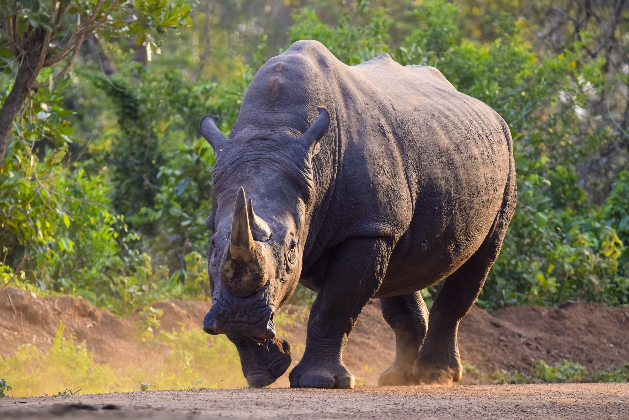 Ziwa Rhino Sanctuary and Murchison Falls National Park