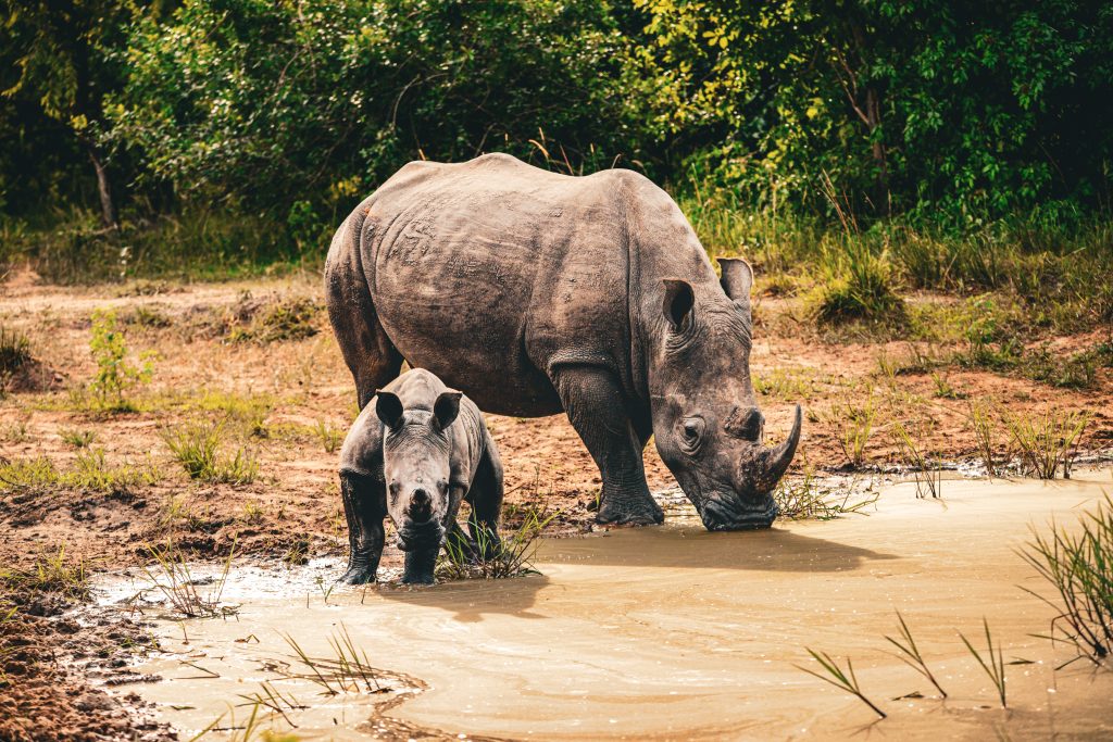 Shoebill Tracking at Mabamba – Ziwa Rhino Sanctuary