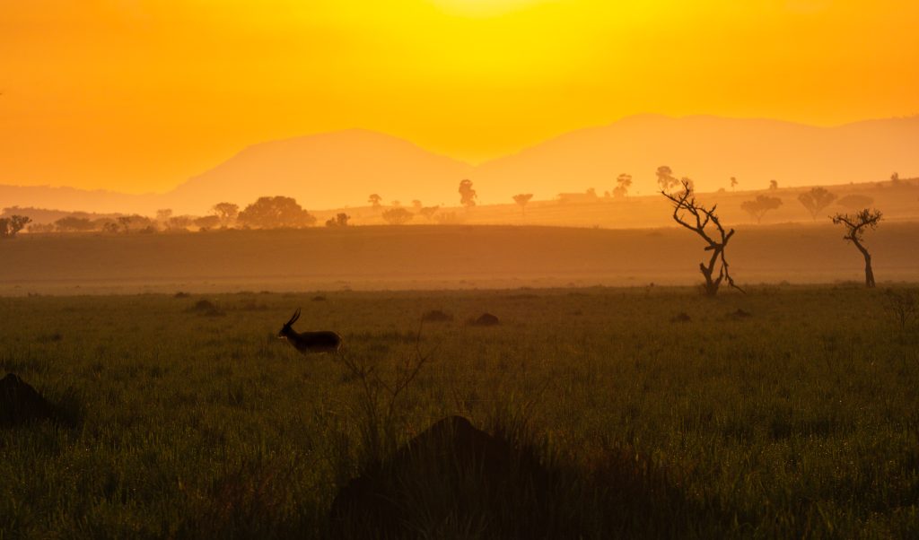  Queen Elizabeth National Park – Game Drive and Kazinga Channel