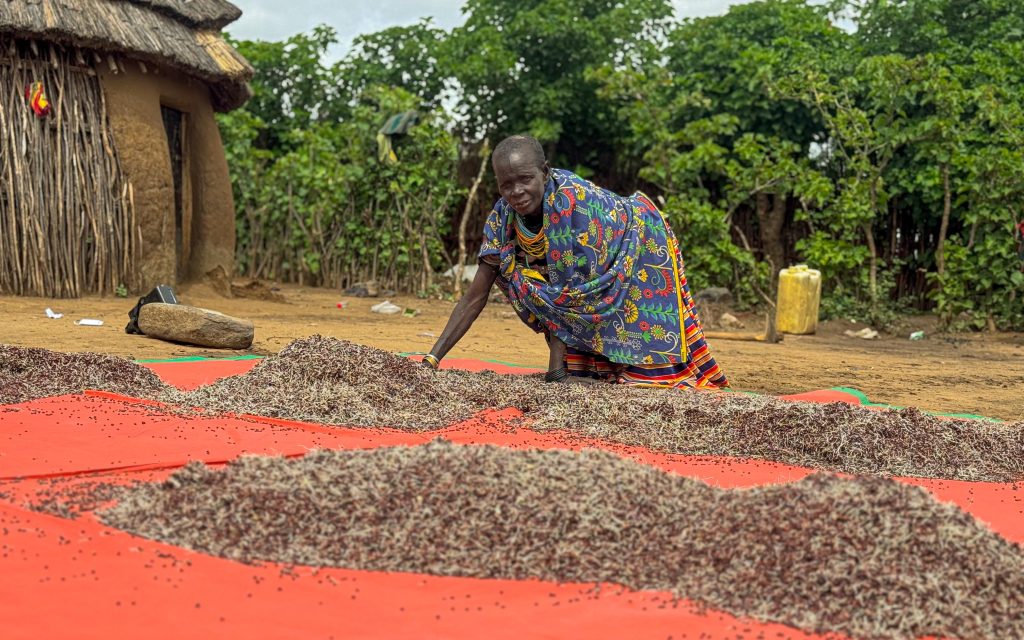 sun drying sorghum in karamoja's manyatta