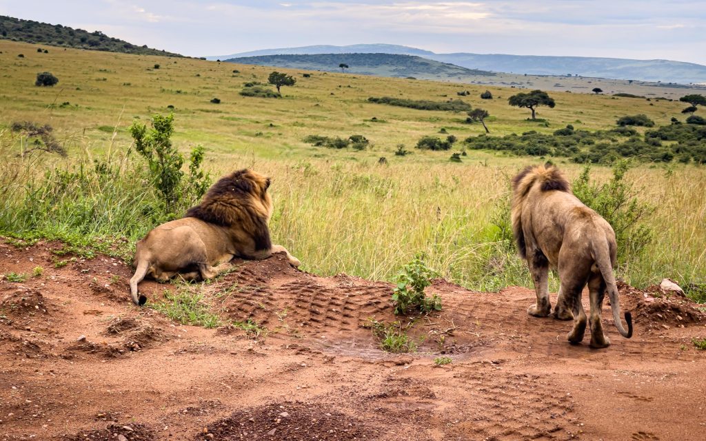 Transfer From Lake Naivasha to Masai Mara National Reserve