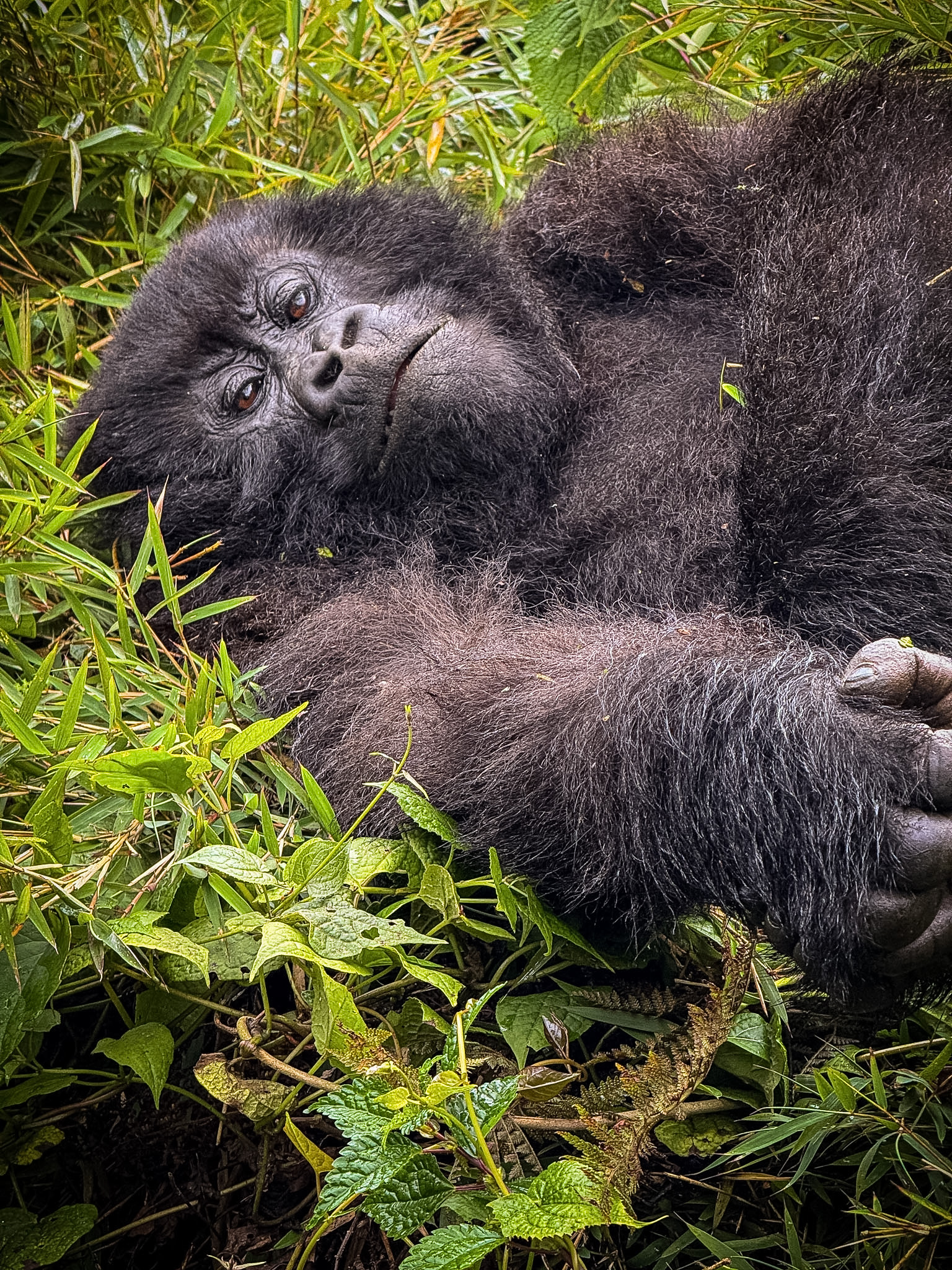  Gorilla Trekking in Volcanoes National Park – Dian Fossey Museum – Lake Mutanda