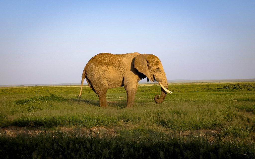 Full-Day Amboseli Wildlife Safari