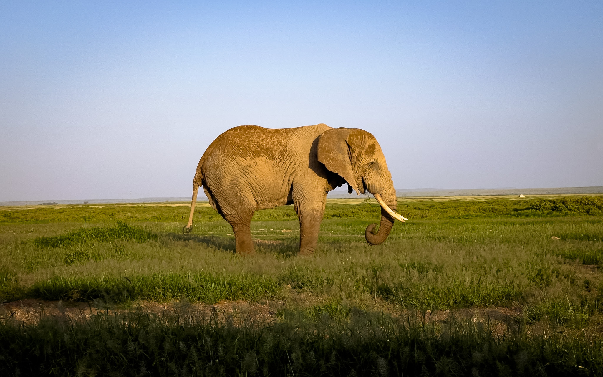Full-Day Amboseli National Park - Wildlife, Wetlands & Maasai Culture