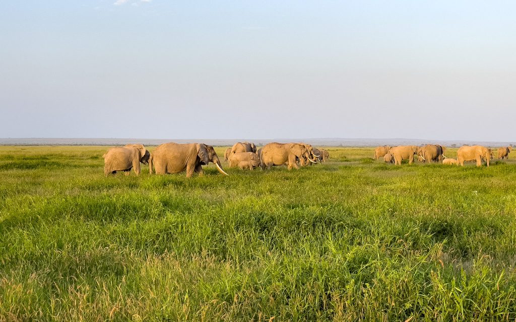  Full Day in Amboseli National Park