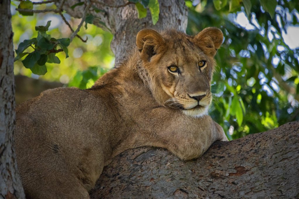 Kyambura Gorge Nature Walk & Tree-Climbing Lions in Ishasha