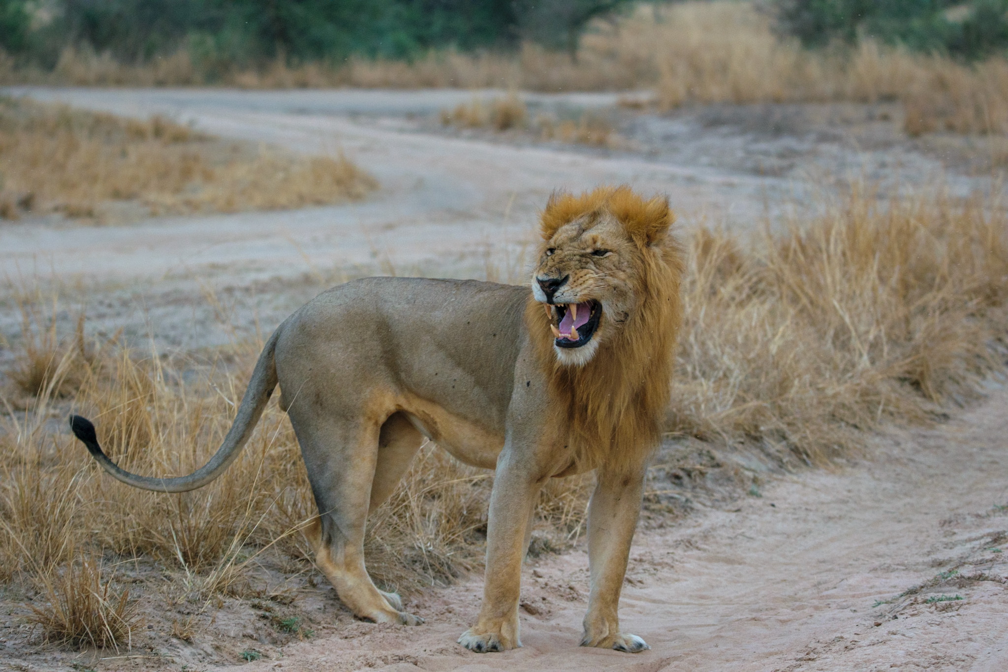Murchison Falls – Morning Game Drive and Transfer to Queen Elizabeth