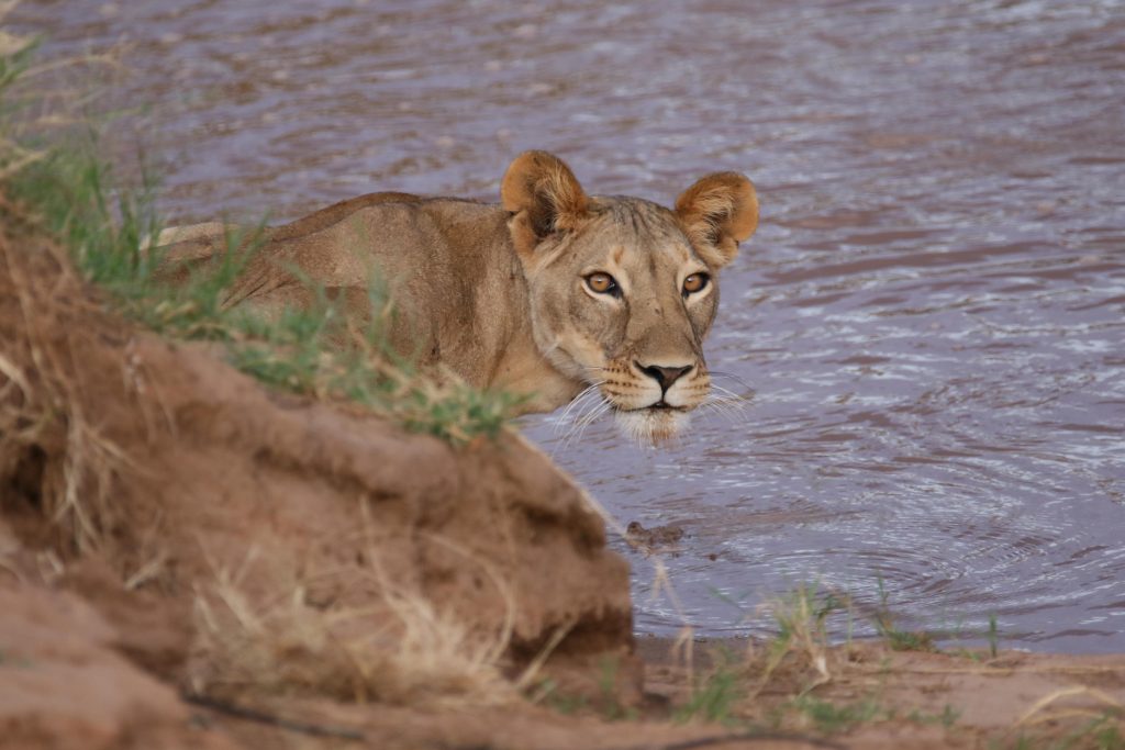 Ol Pejeta to Samburu National Reserve Northern Kenya