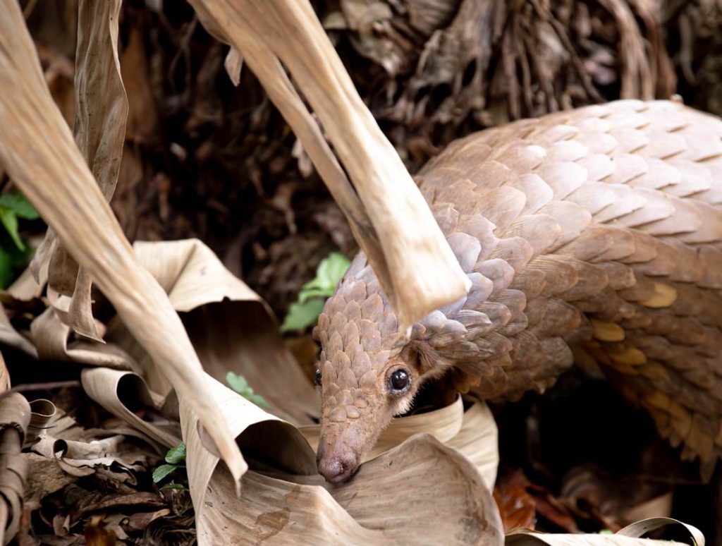 Ishasha to Bwindi | Pangolin Conservation and the Forest