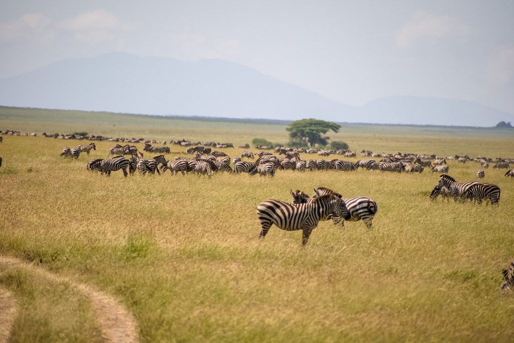 Lake Natron to Northern Serengeti