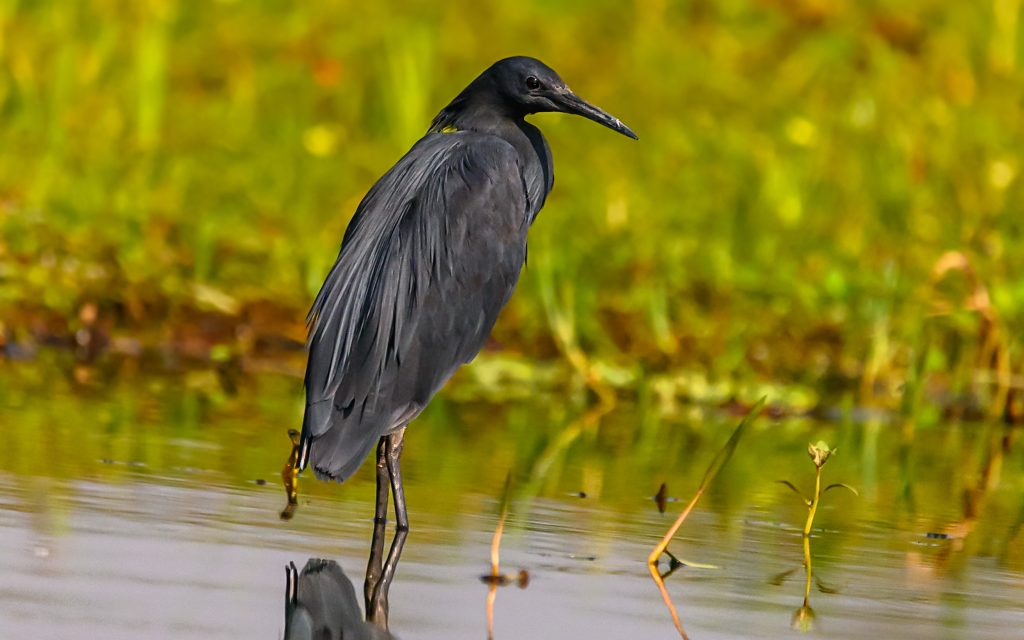 birding uganda