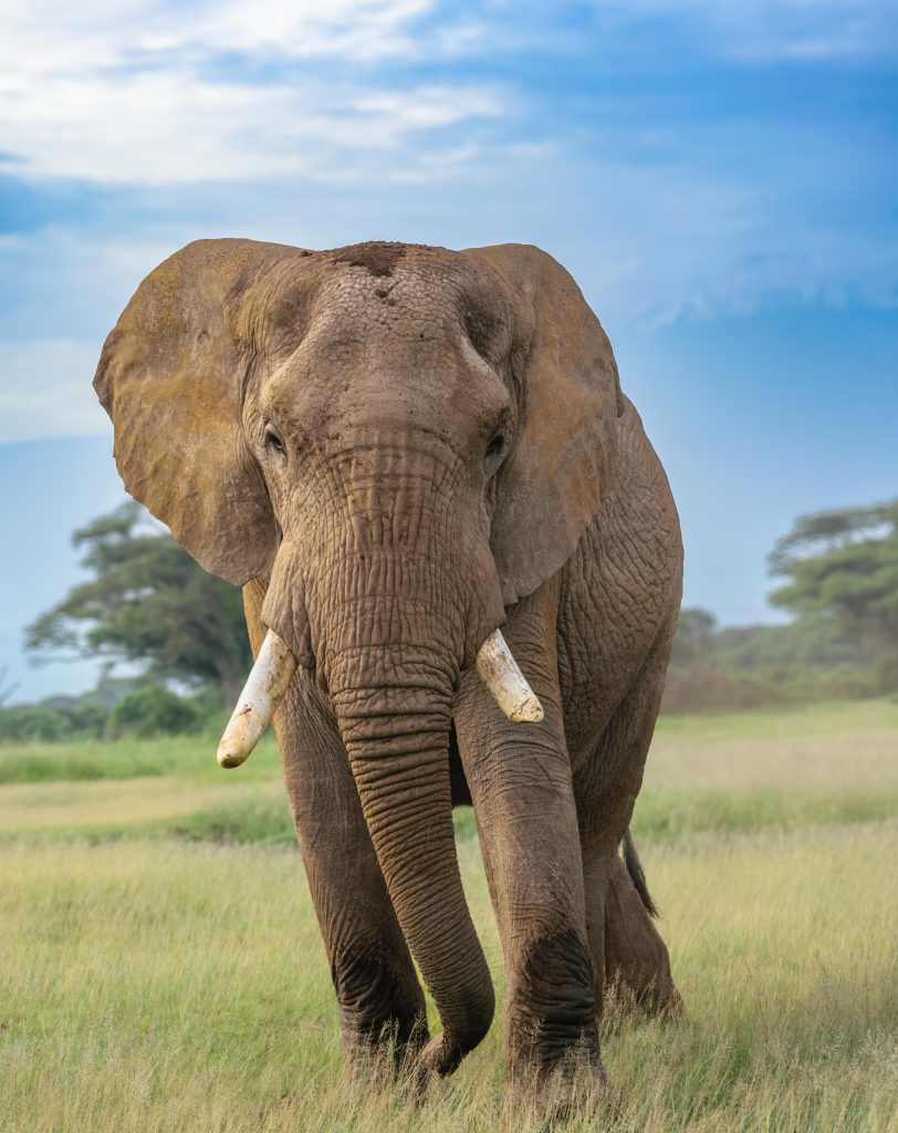 Amboseli – Wetlands, Wildlife and Kilimanjaro