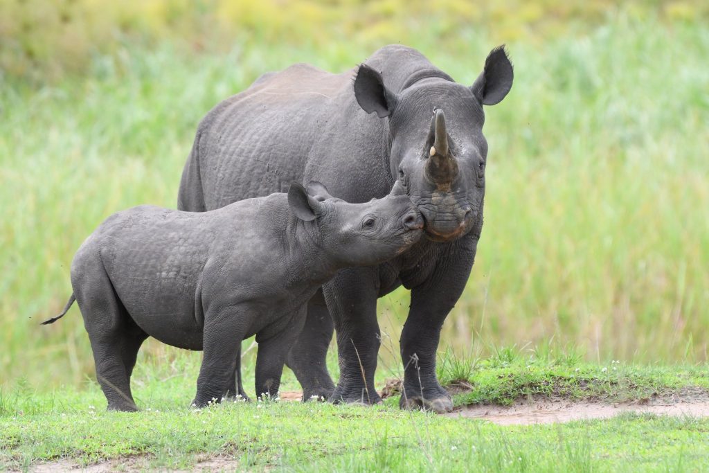 Black Rhinos Search