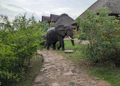 Buffalo Safari Lodge