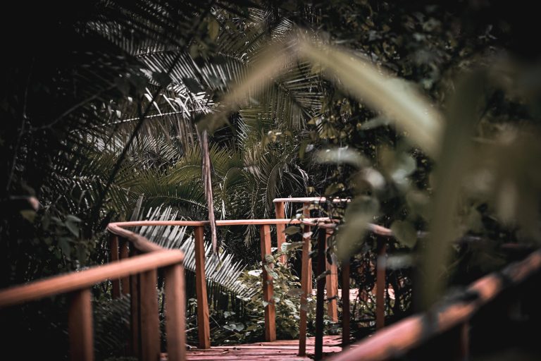 Chimpnest Safari Lodge