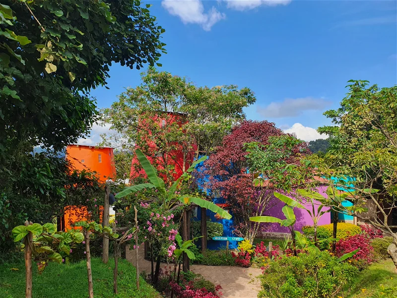 Chameleon Hill Forest Hill