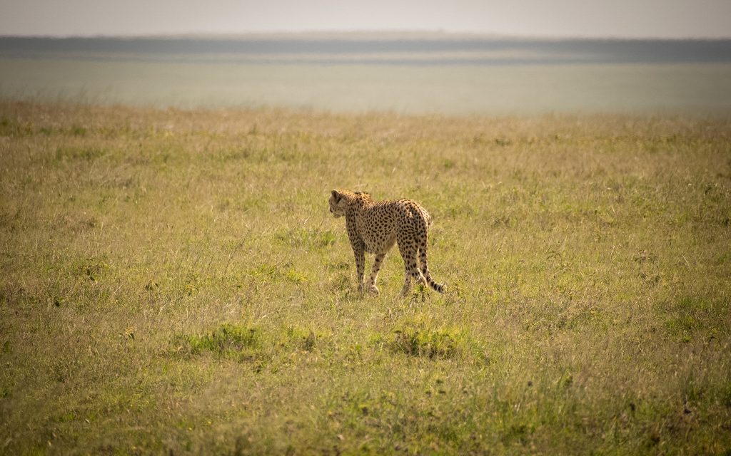 Ndutu – Full-Day Calving Season Photography