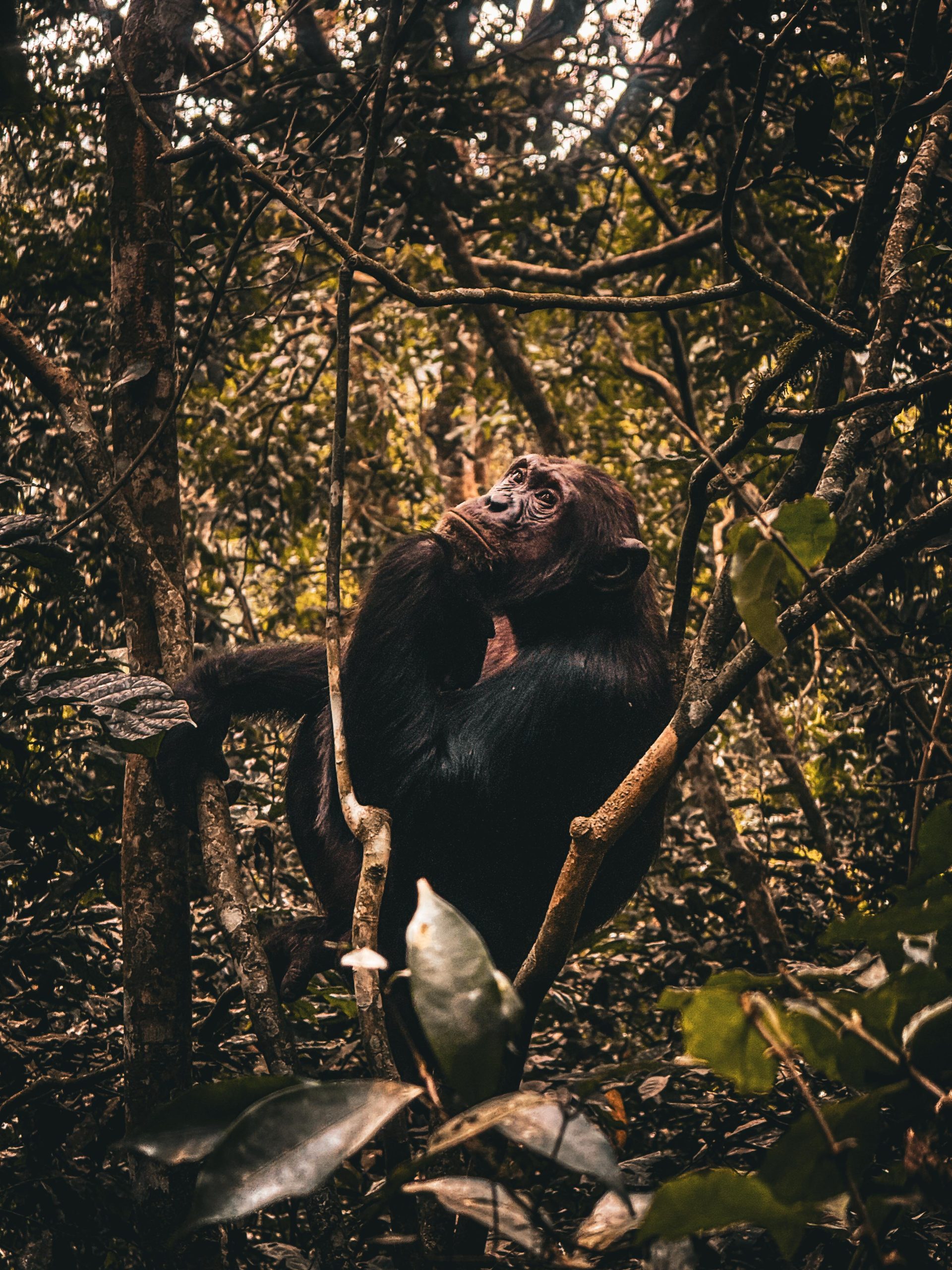  Chimpanzee Trekking & Bigodi Community Tour