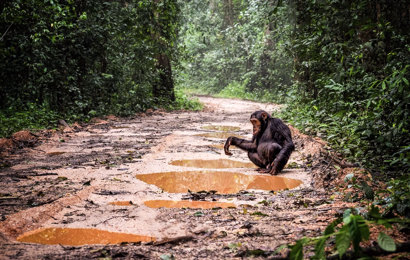 Chimpanzee Trekking