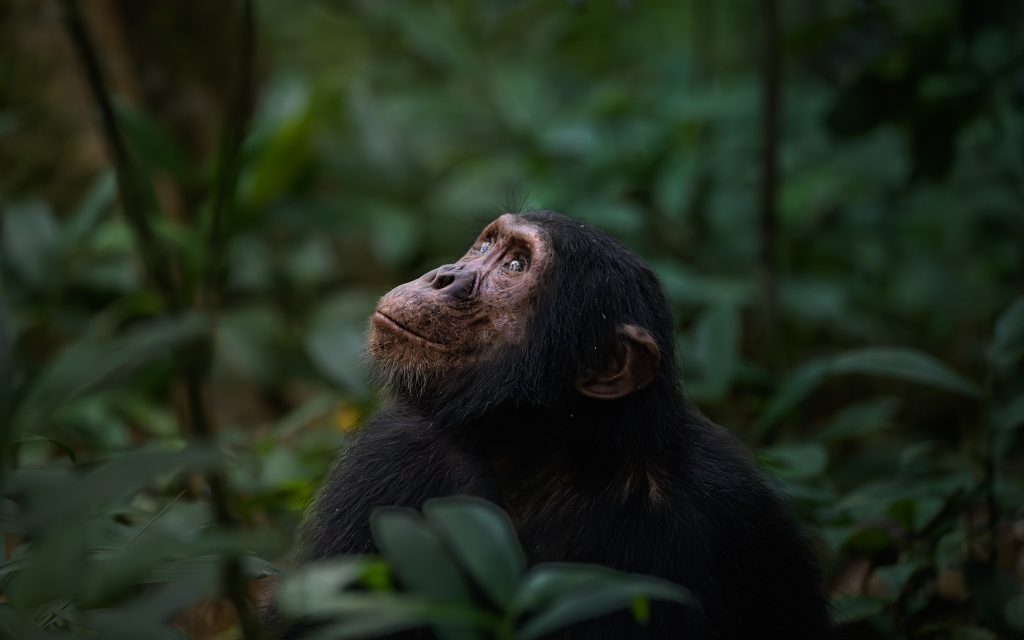 Chimpanzee Trekking – After lunch Boat Cruise On Kazinga Channel