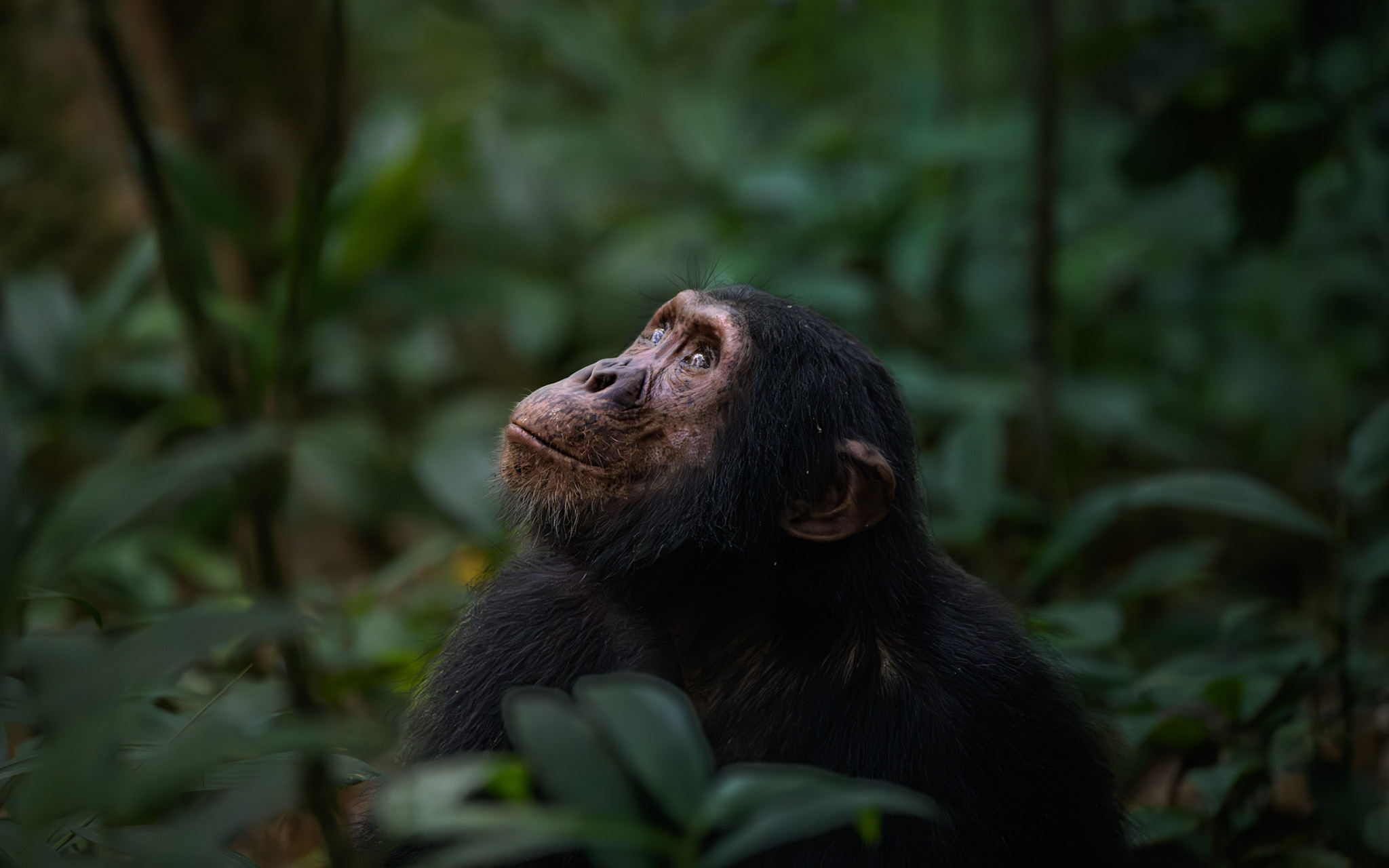  Chimpanzee Trekking – After lunch Boat Cruise On Kazinga Channel