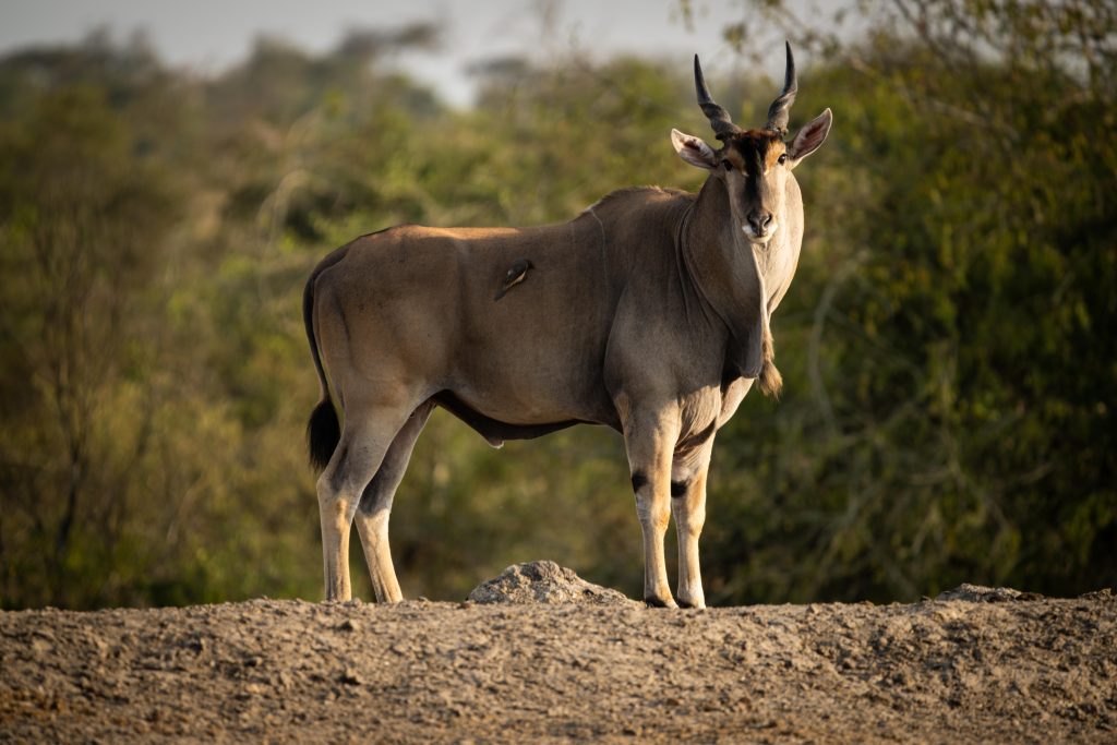 Encounter The Giant Elands
