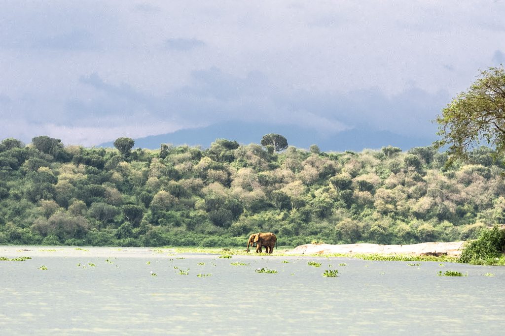 Queen Elizabeth – Morning Safari, Kazinga Channel and Bwindi