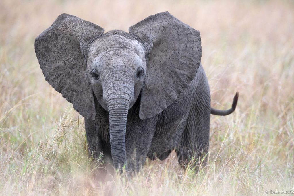 Mara North Conservancy – Full-Day Photography